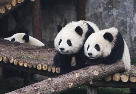 Shanghai Expo giant pandas meet with public