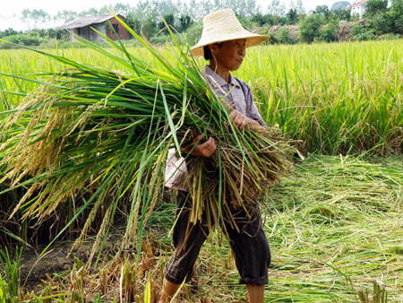 Gov't expecting good grain harvest in 2011