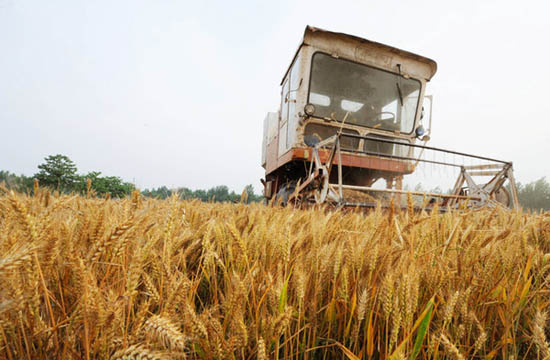 Chinese farmers reaping a harvest