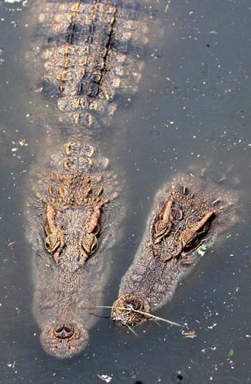 Farmer raises 6000 crocs