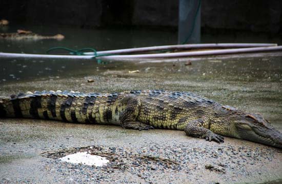 Farmer raises 6000 crocs