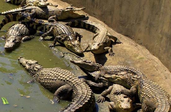 Farmer raises 6000 crocs