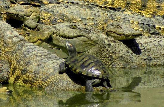 Farmer raises 6000 crocs