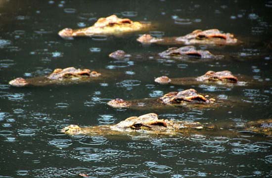 Farmer raises 6000 crocs