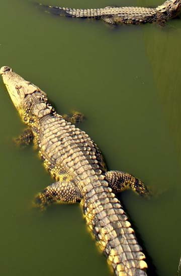 Farmer raises 6000 crocs