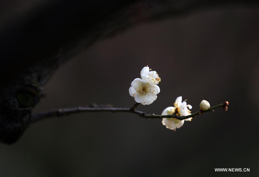 Tourists enjoy plum blossoms in E China's Nanjing