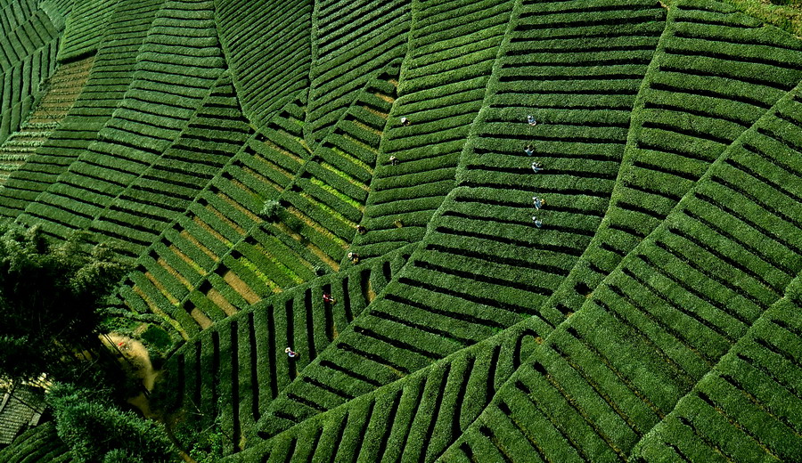 Amazing view of tea fields in NW China