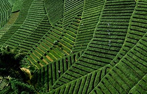 Journey of tea leaves