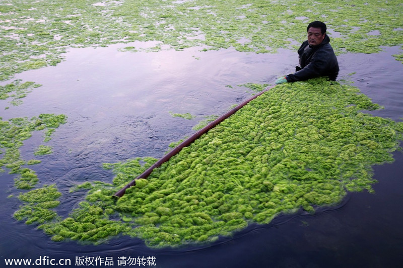 Chinese aquaculturist fights algea outburst