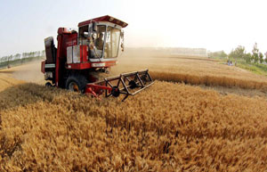 Corn futures prices skyrocket to 3-year high