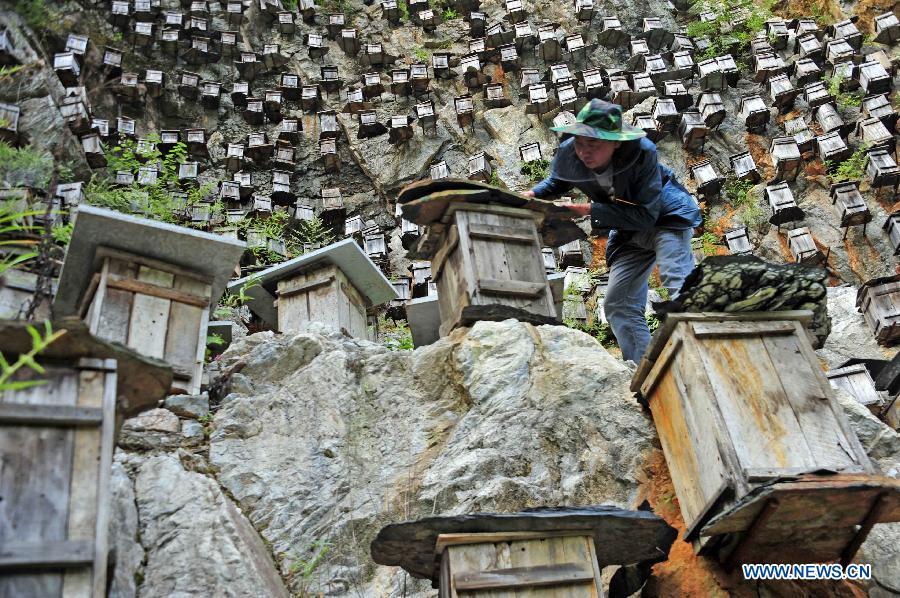 Beekeeping in Shennongjia nature reserve in Central China