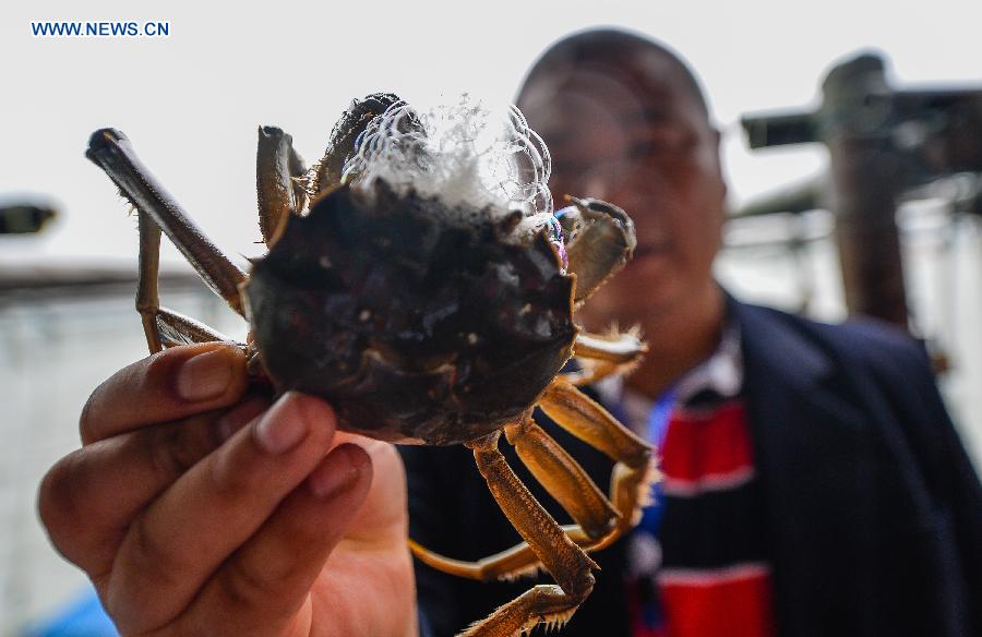 Crab harvest in Yangcheng Lake