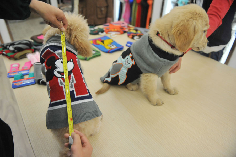 Surge in demand for pet clothes