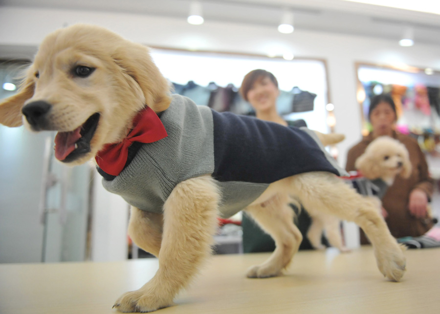 Surge in demand for pet clothes