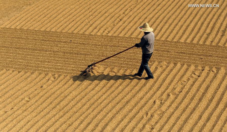 China's grain output rises 0.9% in 2014