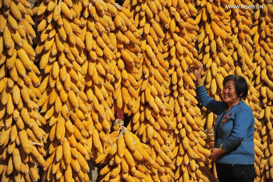 China's grain output rises 0.9% in 2014