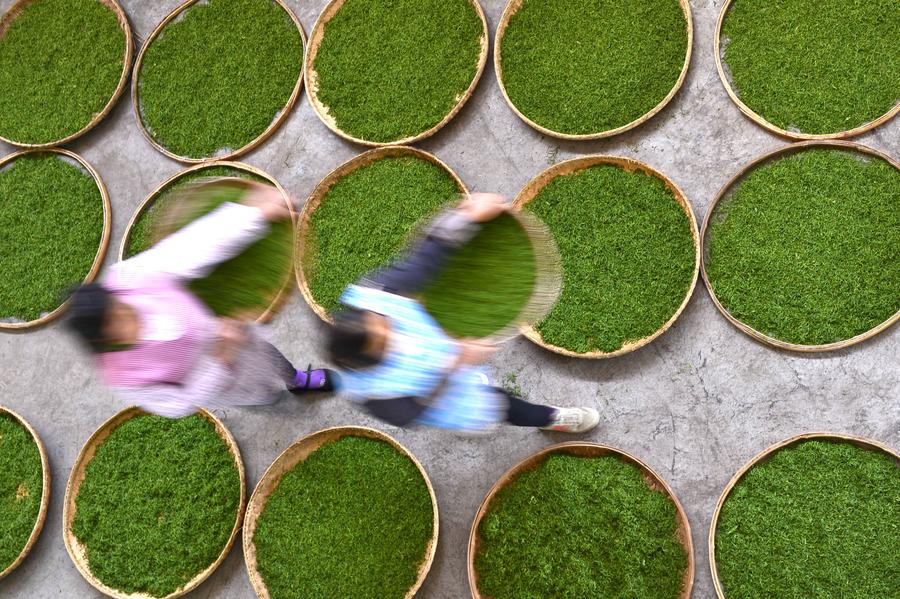 The making of Chinese tea