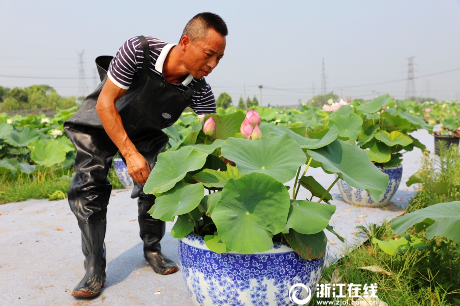 Ornamental lotus flowers grow farmers' earnings 20 times