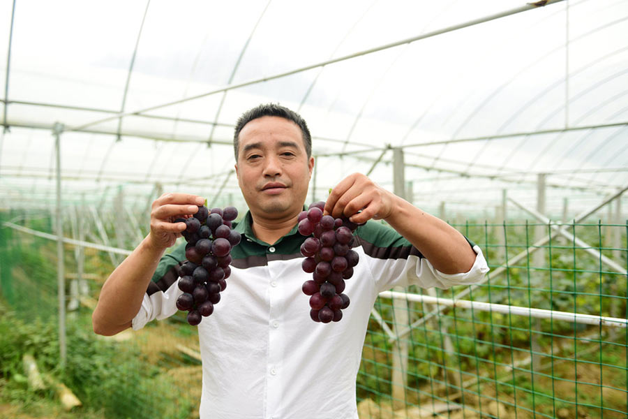 Rural migrant's hometown grape farm earns $90,000