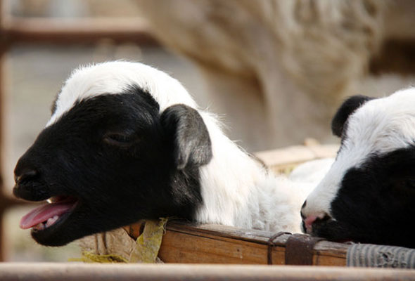 Sheep beauty contest kicks off in Shandong