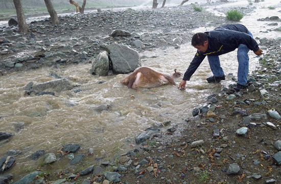 Lightning killed 173 sheep in Xinjiang