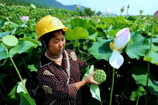 Summer sees bumper harvest in lotus seeds