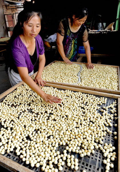 Summer sees bumper harvest in lotus seeds