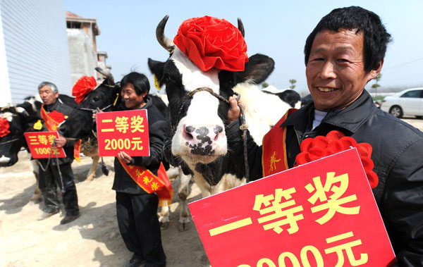 Beauty contest for cows in Henan