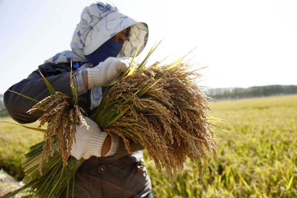 Nation set to bolster the import of rice