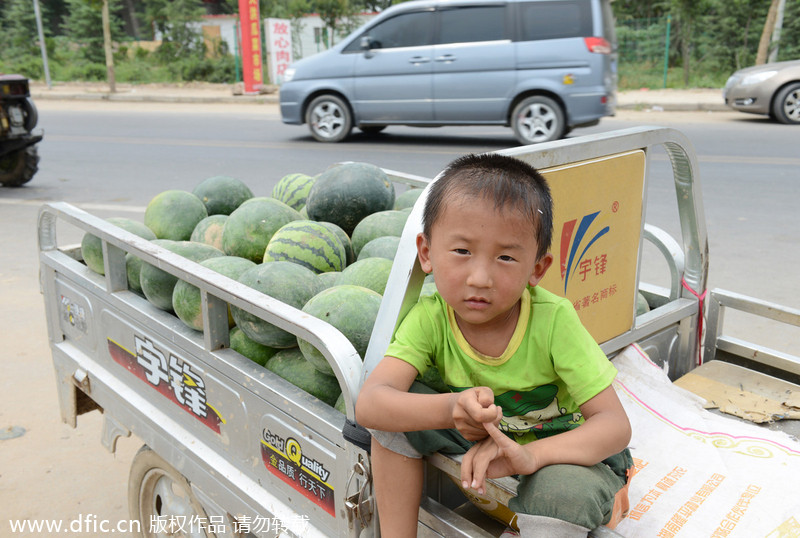 Harvest brings little joy to melon farmers