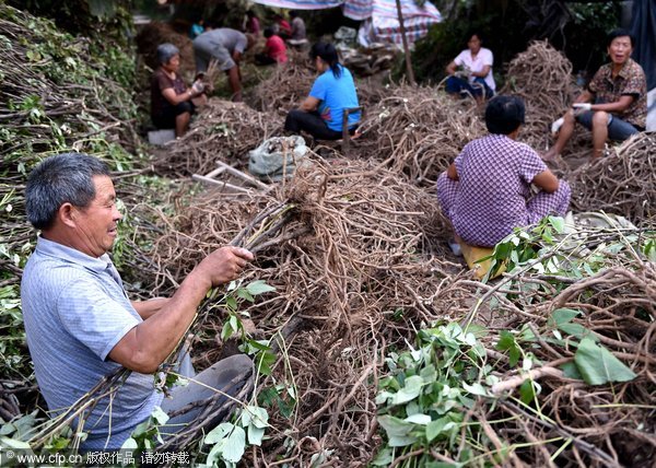 Chestnut, peanut and rice farmers of China