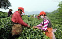 Tea export from Guizhou hits $10b in H1