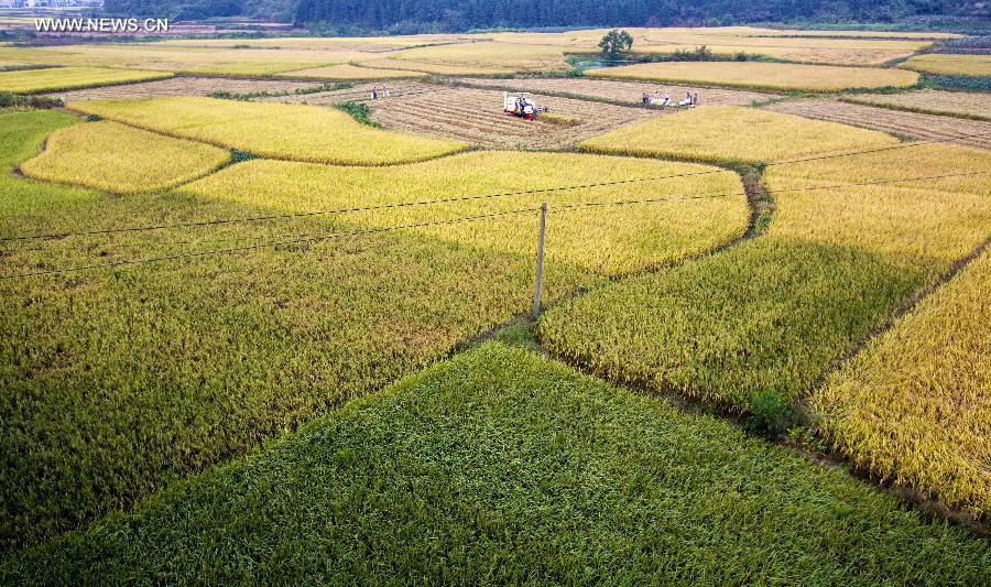 Paddyfields in E China enter into harvest season