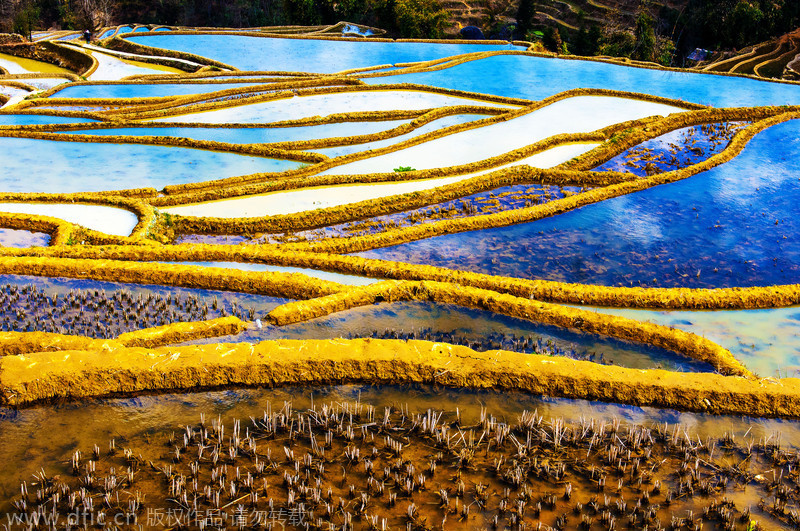 Painting with rice fields