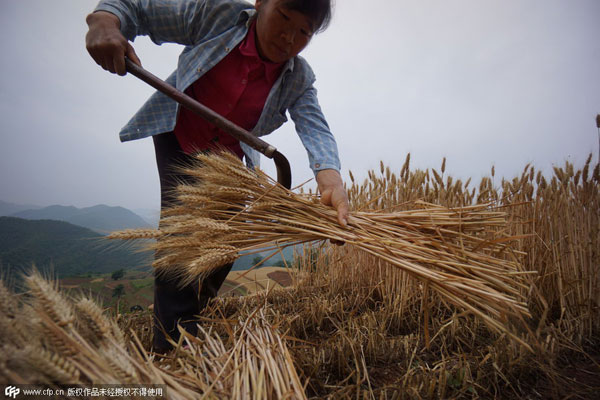 Harvest time in Henan province