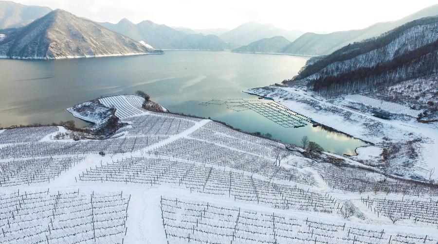 Ice wine vineyard in northeastern China