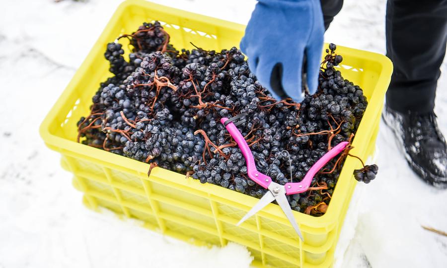 Ice wine vineyard in northeastern China