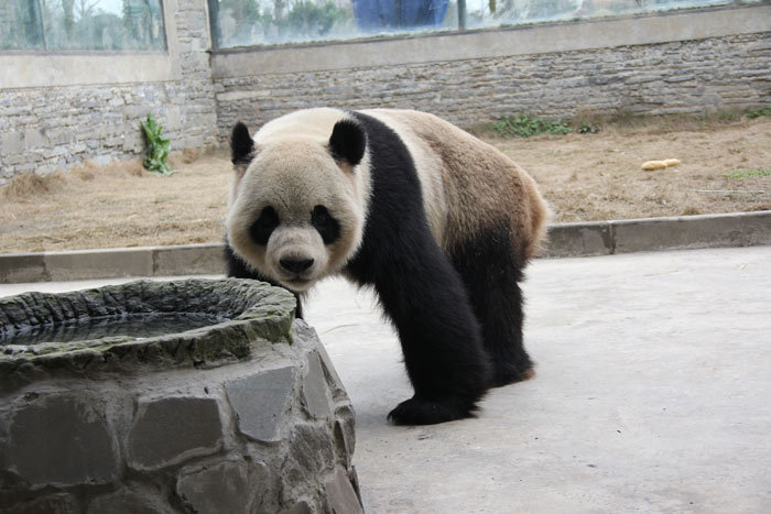 Live panda report