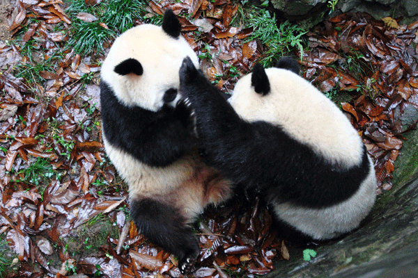 Kung Fu Panda in Hangzhou