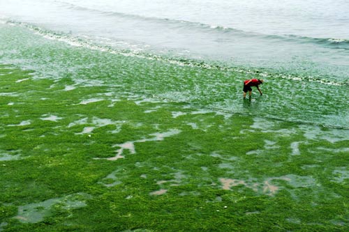 Green algae hits Qingdao beaches