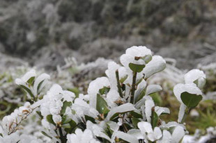 Special: Big freeze hits S China