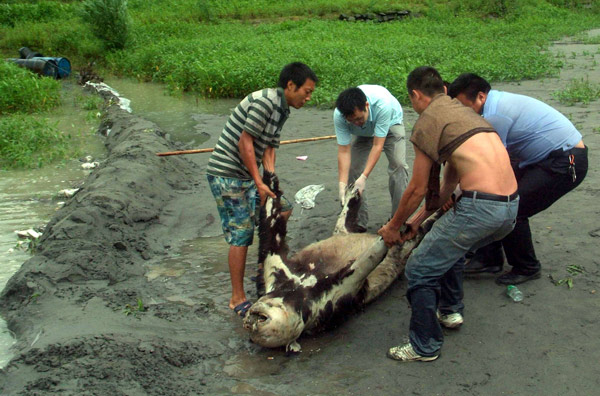 Giant panda victim of bad weather