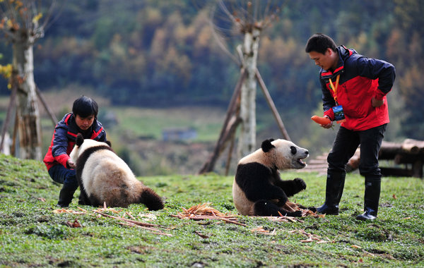 Earthquake pandas return home