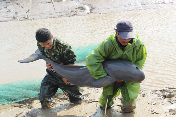 2 trapped cowfish saved in E China