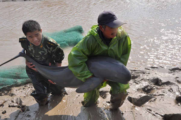 2 trapped cowfish saved in E China