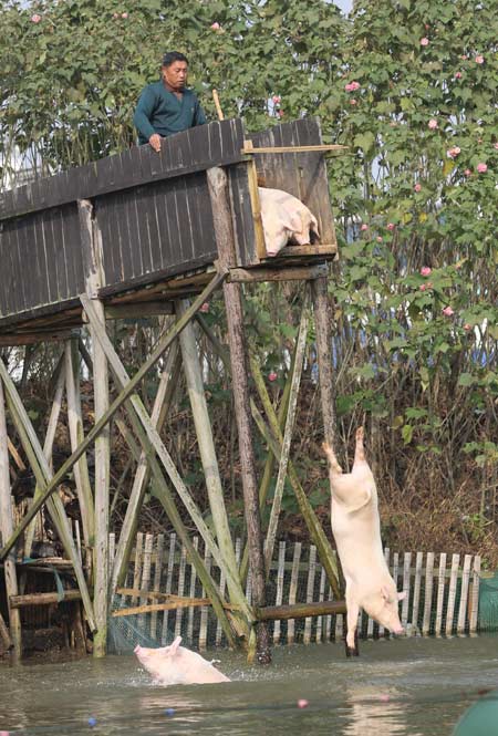 Farmer touts benefits of diving for pigs