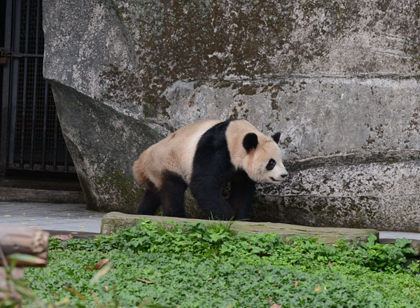 Panda pair arrive in Canada