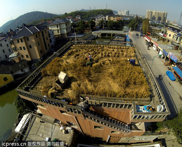 Zhejiang farmer's rooftop plants achieve harvest