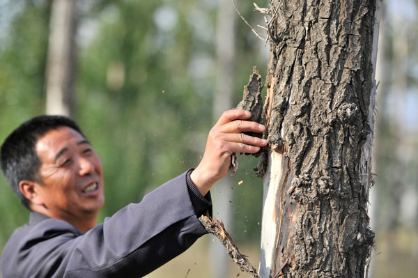 Forest's decay boosts risk of sandstorms