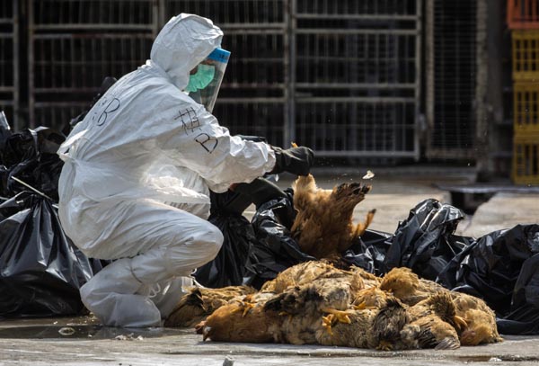 HK culls chickens, bans live imports for fear of H7N9